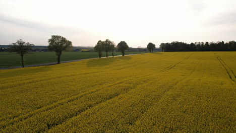 Beautiful-agriculture-farming-fields-of-rapeseed-canola,aerial-view