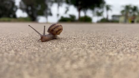 Small brown garden snail crawls precariously across concrete towards camera leaving behind a trail of slime