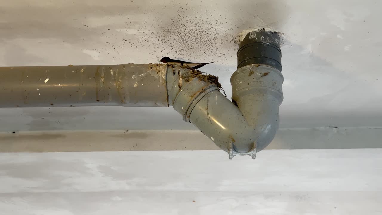 어미 새는 마을의 집에서 둥지에서 살고 있습니다. 농촌의 삶은 새끼를 먹여 살립니다. 야생 새의 삶은 인간의 집에서 평화롭고 안전합니다. 이란의 중동에서 이주하는 동물들은 산악 지역에서 날아갑니다.