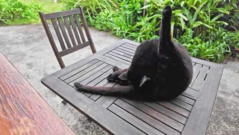 black cat walking on a wooden table outdoors