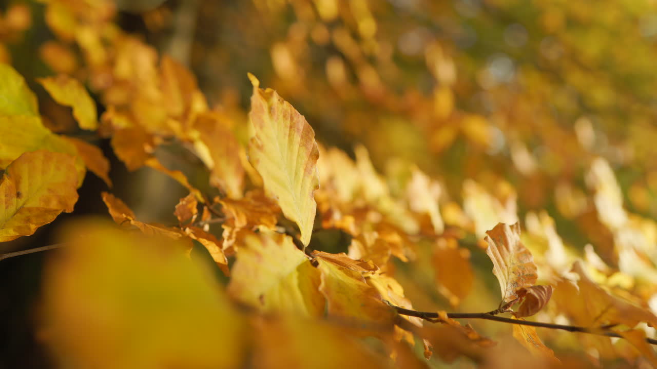 hermosas hojas de otoño a la luz del sol