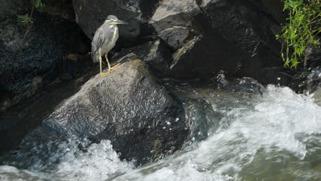 Striated-Heron-Bird-or-Mangrove-Little-Green-Heron-or-Green-backed-Heron-Fishing-Perched-on-Rock-by-Mountain-River-Rapids-Or-Babbling-Brook