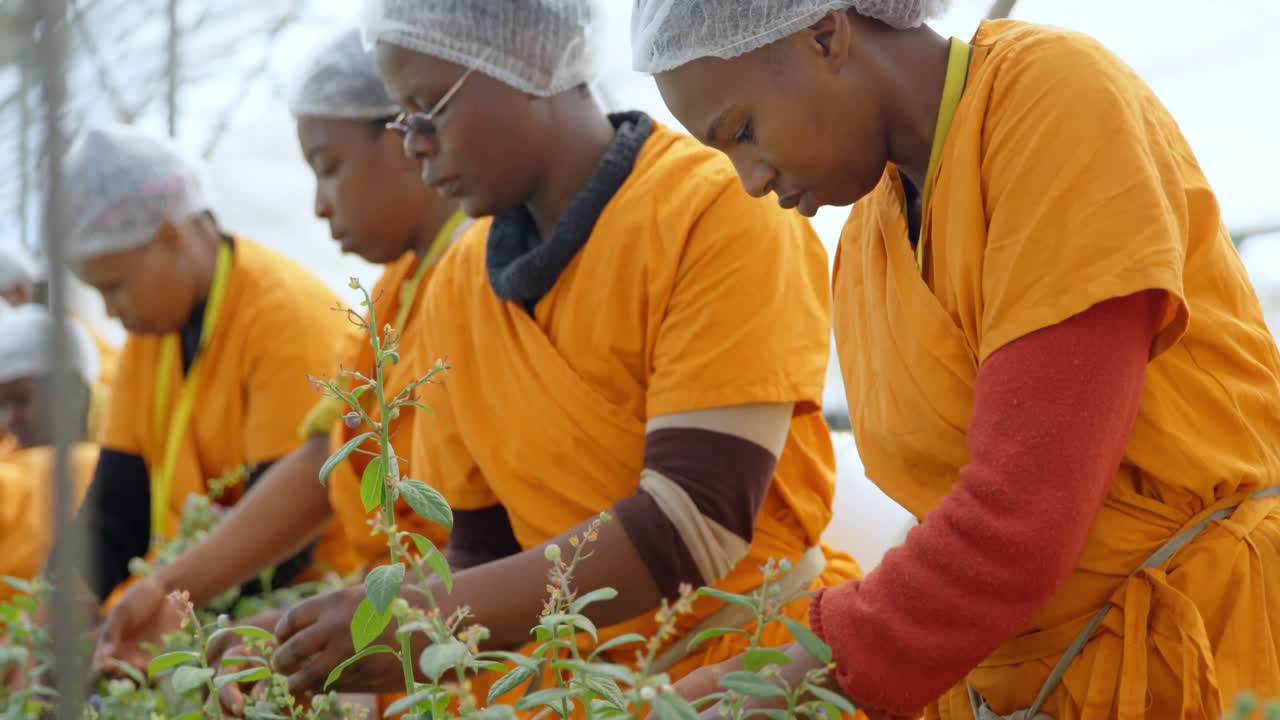 블루베리 농장 4k에서 블루베리를 따는 노동자들