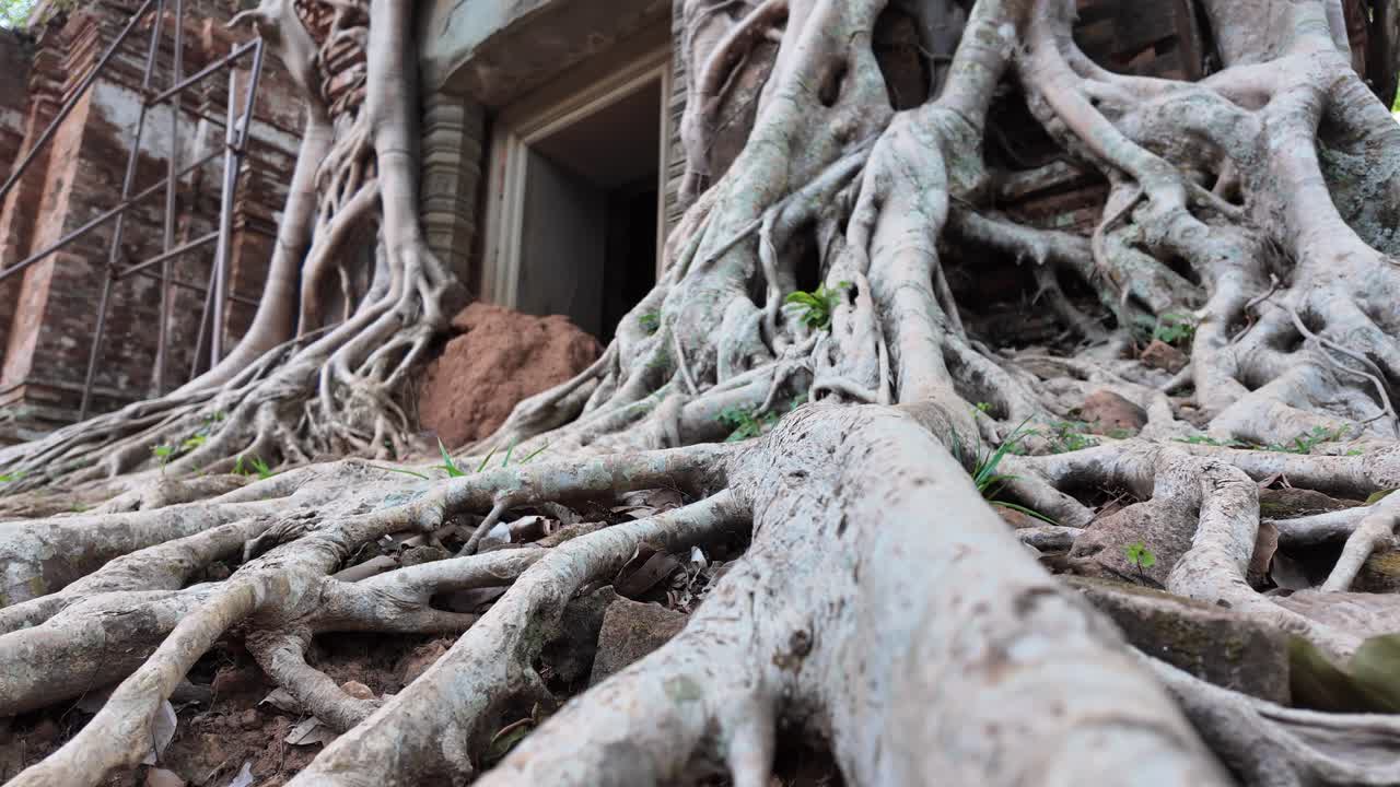 Massive roots crawl over sacred temples at Koh Ker, Cambodia, blending nature with man-made marvel.