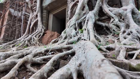 massive roots crawl over sacred temples at koh ker, cambodia, blending nature with man-made marvel.