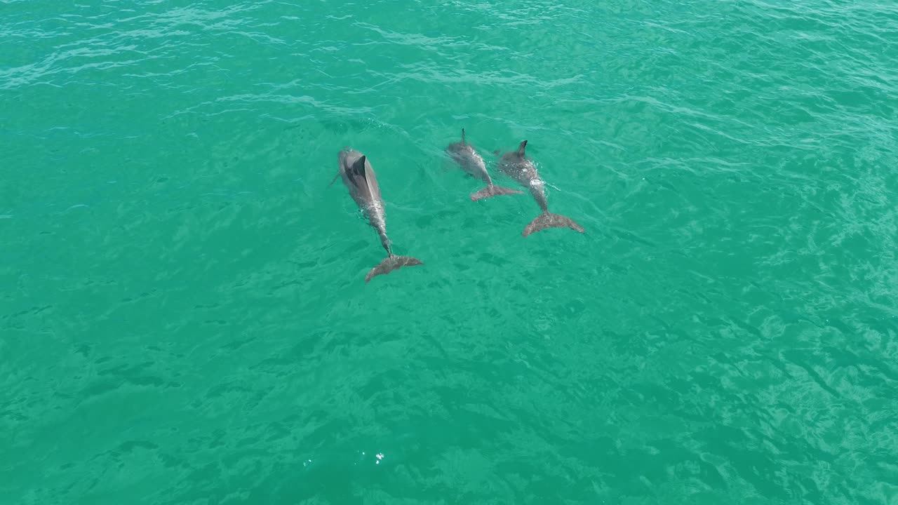A captivating aerial shot of three dolphins leaping from the turquoise waters at Noosa National Park, Queensland, captured in stunning detail.