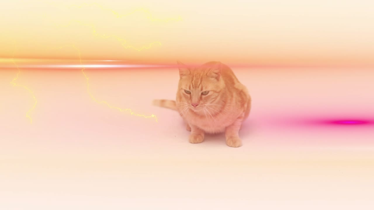 Magenta streak appearing orange tabby turning head flicking tail and following glow on pastel stage