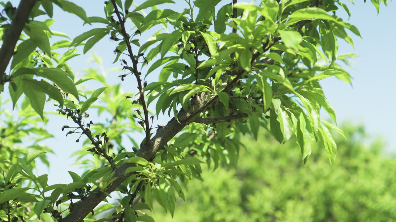 Serene close-up shot of early fruit development on a plum blossom tree branch, with clear sky background. Agriculture, and nature related. Shot on 4K.