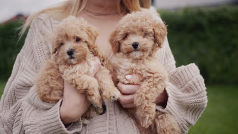 a woman in a warm sweater holds two cute brown puppies in her hands