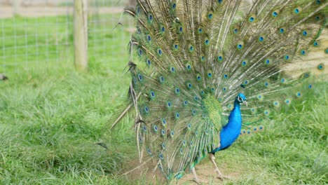 beautiful male peacock indian peafowl (pavo cristatus) fanning its tail to show off its elegant plumage