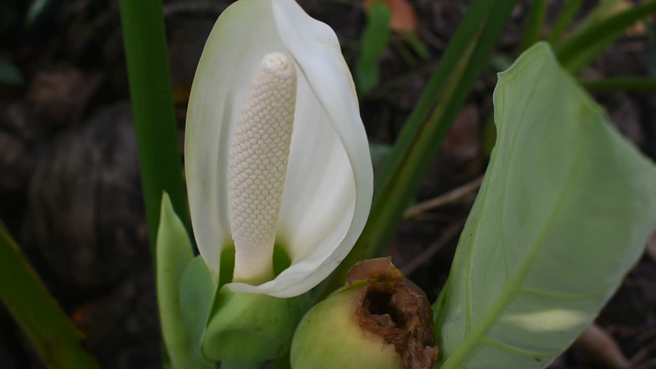 flor blanca de planta de taro u orejas de elefante o colocasia esculenta en sri lanka