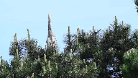 great blue heron standing in top of a pine tree