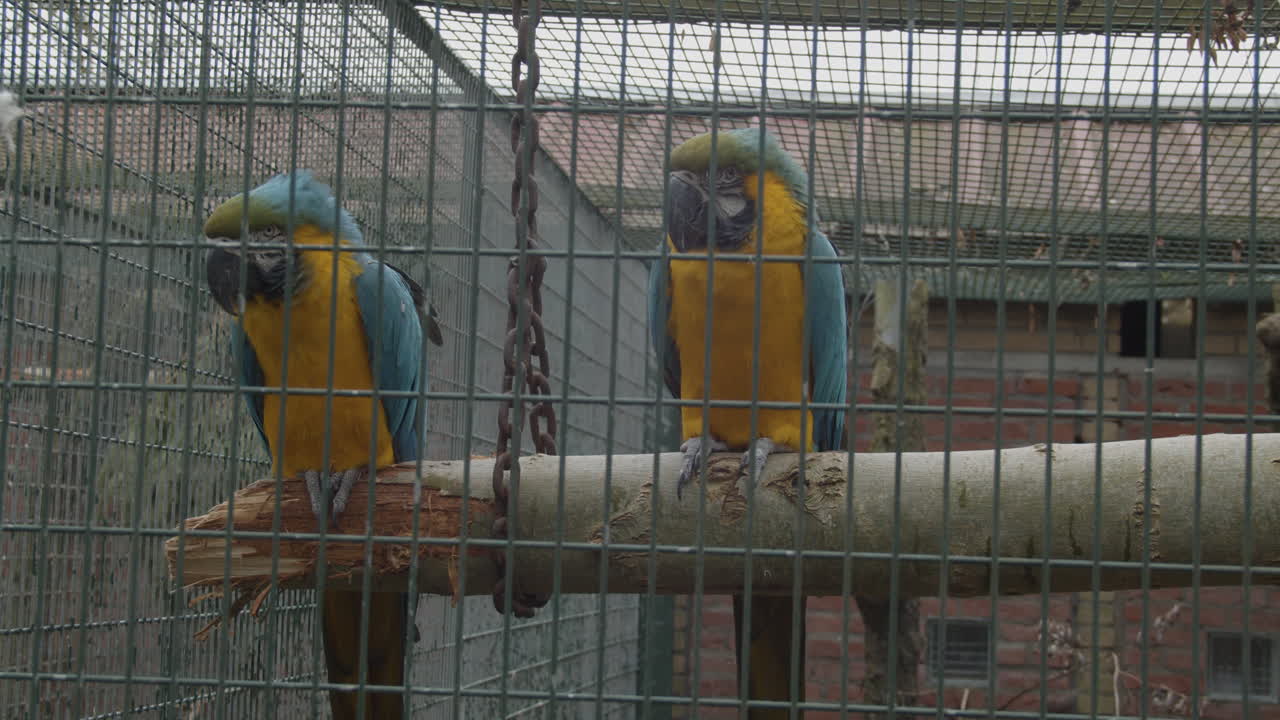 Two blue-and-yellow macaws (Ara ararauna) sitting on branche in bird cage