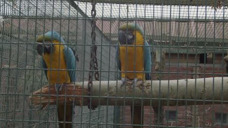 two blue-and-yellow macaws (ara ararauna) sitting on branche in bird cage