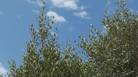 olive tree branches against a blue sky