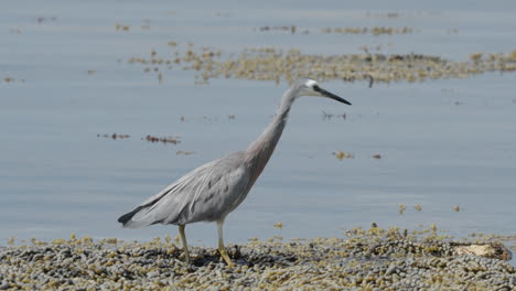 garza de cara blanca de pie junto al lago en kaikoura, nueva zelanda - de cerca
