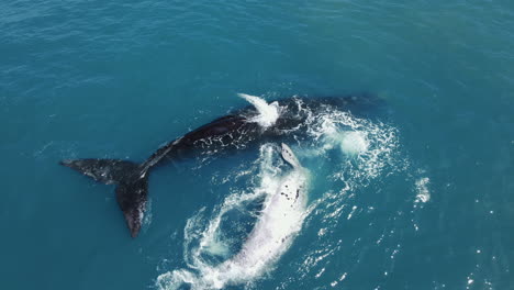 Raro-Avistamiento-De-Ballena-Franca-Austral-Atigrada-Con-Su-Madre