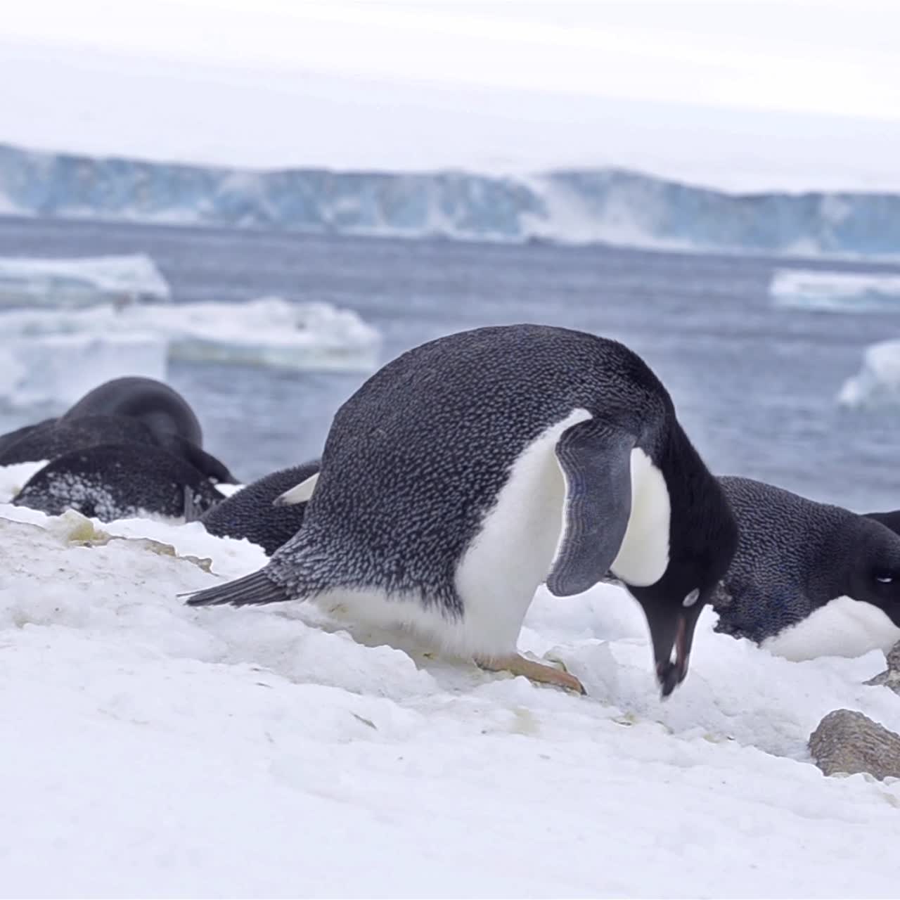 남극 대륙의 갈색 절벽에서 눈 속에 둥지를 짓는 adelie penguin