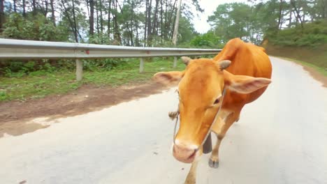 Passing-a-Vietnamese-farmer-moving-his-Southern-Yellow-cattle-up-the-mountain