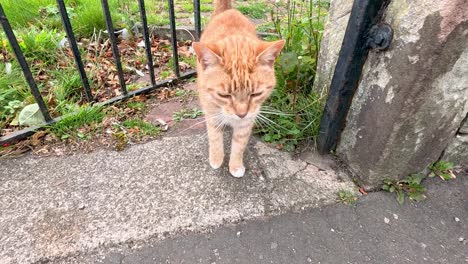 a cat walks through a garden gate