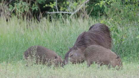 greater capybara grazing in a meadow with young cubs