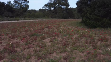 Drone-Volando-Bajo-Al-Suelo-Sobre-Flores-Silvestres-En-El-Bosque