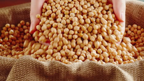 hands sifting dry chickpeas in a burlap sack
