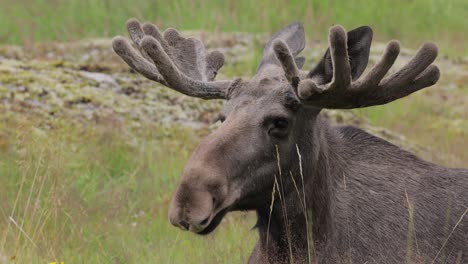 elk or moose, (alces alces) in the green forest. beautiful animal in the nature habitat.