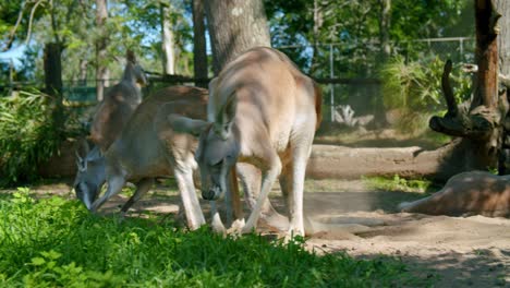 red kangaroo scratches itself in the sun, real time