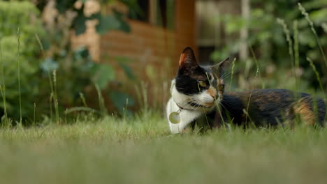 medium shot of house cat relaxing in a british garden in summer