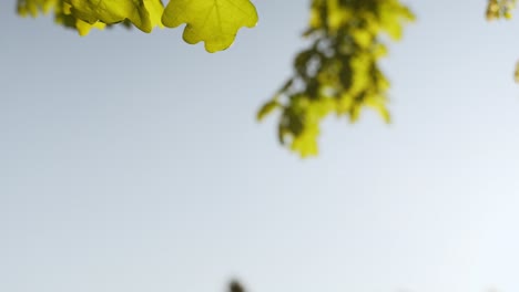 파란 하늘 배경과 텍스트의 복사 공간을 가진 오크 나무 잎