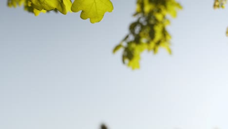 oak tree leaves with blue sky background and copy space for text