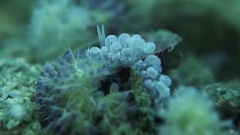 odd phyllodesmium magnum sea slug perched on rock twitching antennae