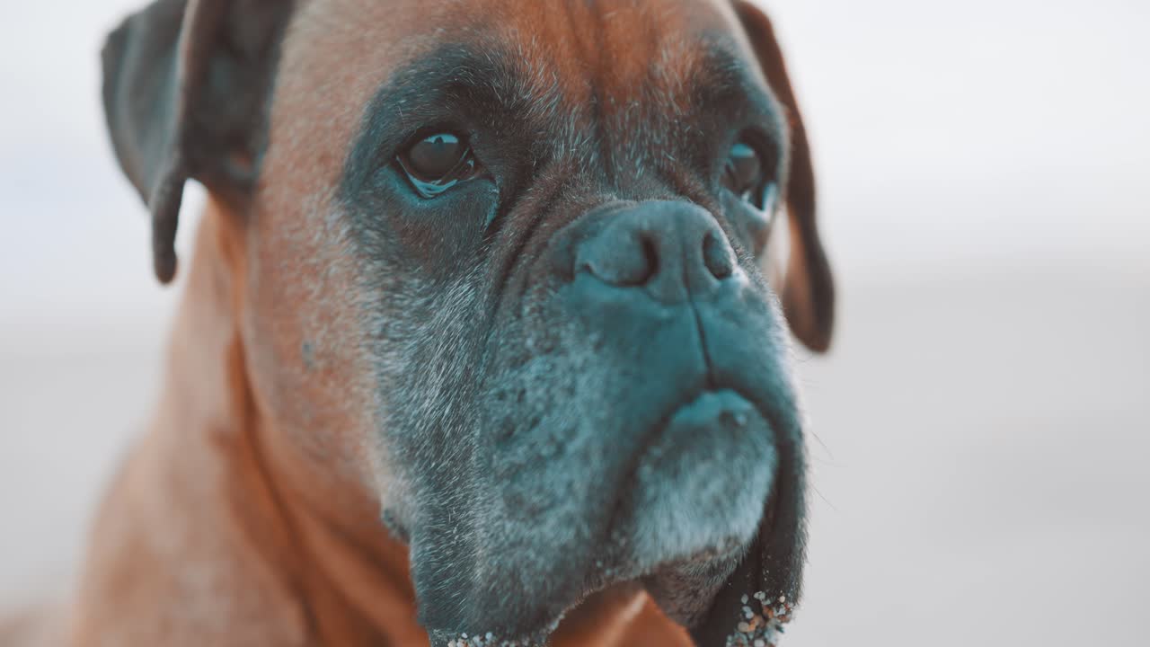 Boxer dog slightly closing eyes on white background