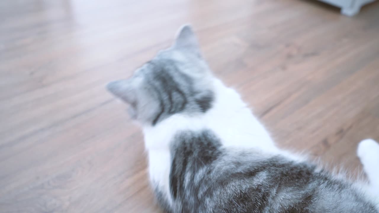 귀여운 고양이, 고양이 청소