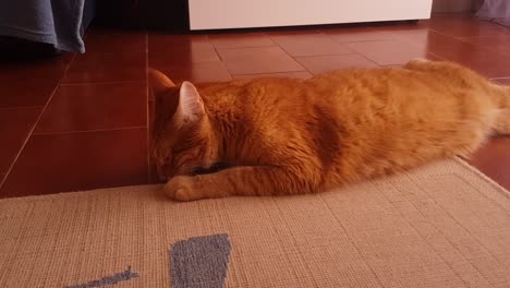gorgeous orange tabby cat lying on the floor and sniffing around the carpet and on the floor. attentive cat observing its surroundings and smelling around the room