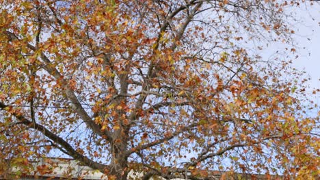 bus passing by autumn tree in melbourne