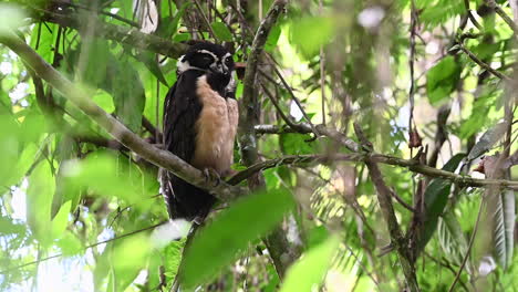 búho de anteojos posado en un árbol