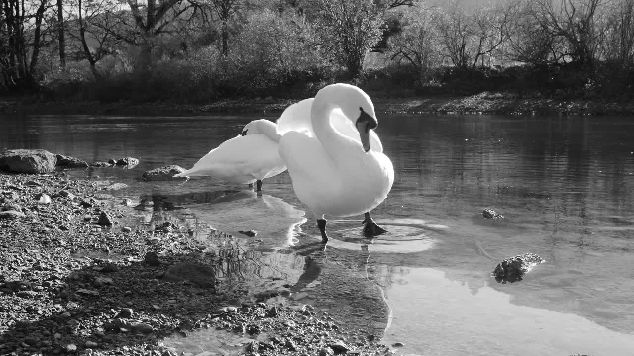 imagen en blanco y negro de un cisne estirando sus alas en un arroyo tranquilo y claro.