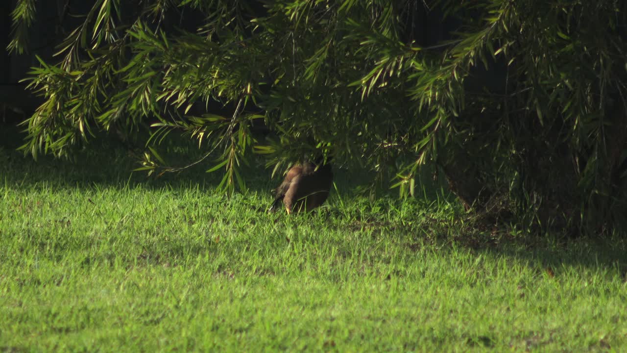 Bird foraging in a grassy area under a tree
