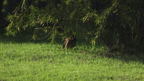 bird foraging in a grassy area under a tree