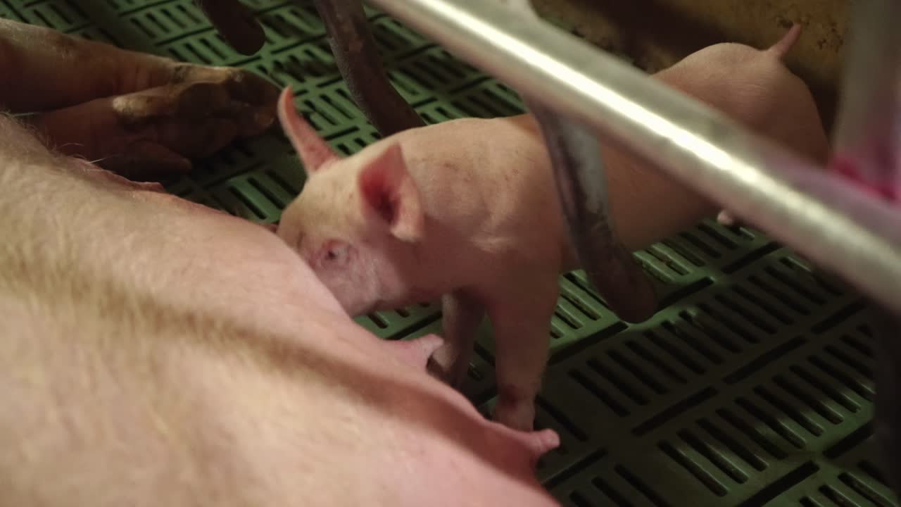Little piglet sucking milk on pig farm