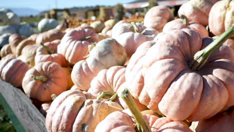 calabazas cosecha de calabaza lista para el festival de octubre halloween