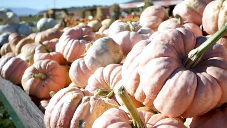 pumpkins squash harvest ready for october festival halloween