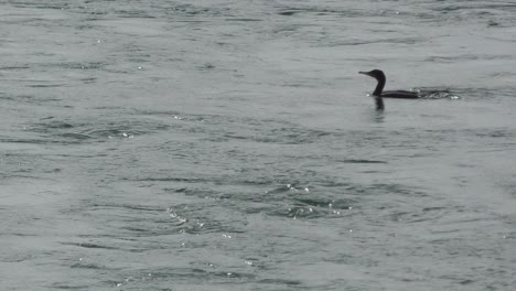 Un-Pato-Buceando-Bajo-El-Agua-En-Busca-De-Comida