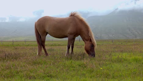 toma de mano de un hermoso caballo isleño de crin rubia pastando en el campo, con montañas en el fondo