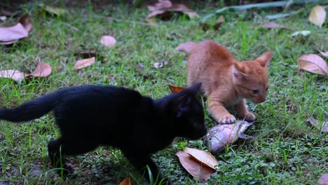 feral cats fighting for a tilapia fish