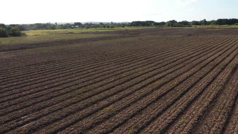 el tractor está cosechando en un gran campo lleno de cebollas. concepto de cosecha