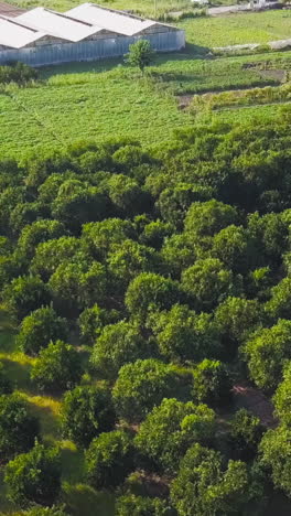 aerial view of a fruit orchard with greenhouses