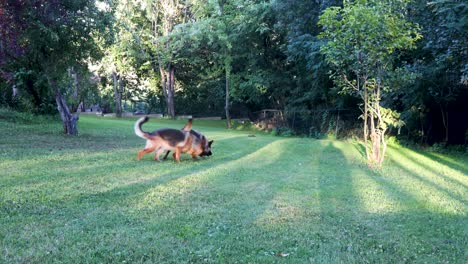 Dos-Perros-Pastores-Alemanes-Corriendo-Por-El-Jardín-Y-Jugando-Entre-Ellos-En-Un-Día-Soleado